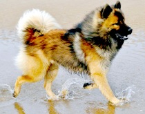 Eurasier-Dog